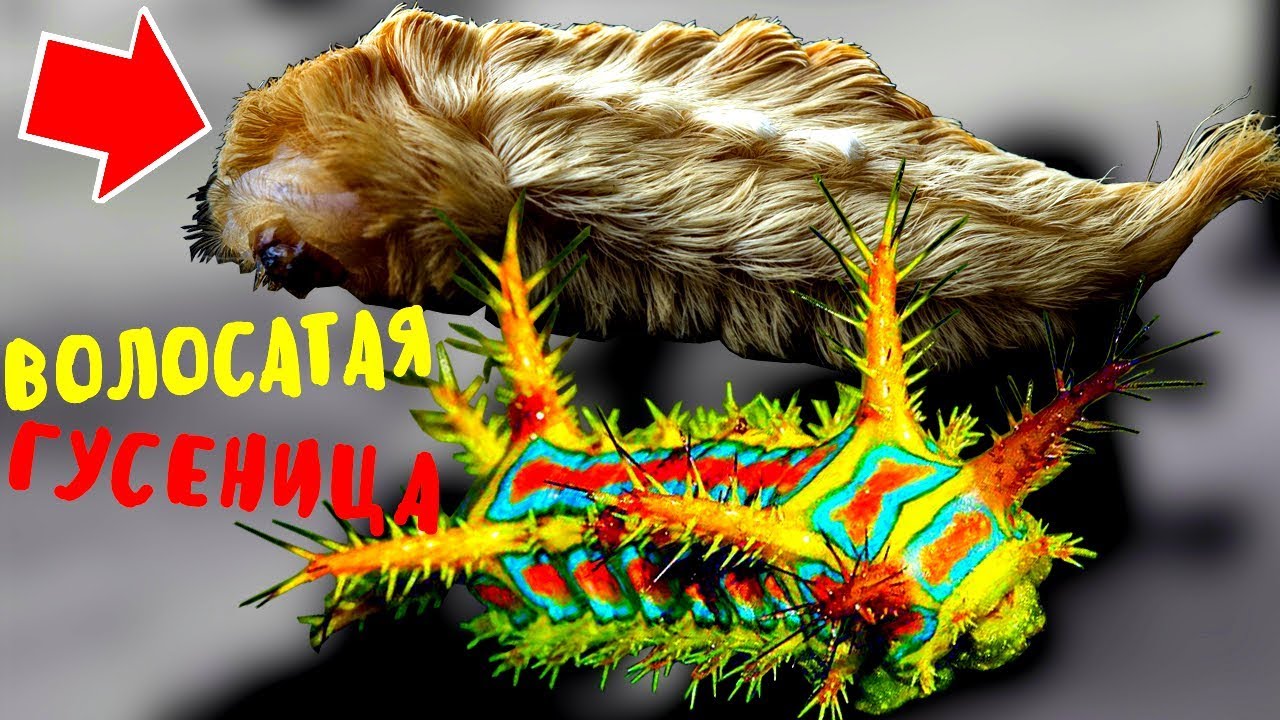 15 Most Dangerous CATERPILLARS in the World You Should Never Touch