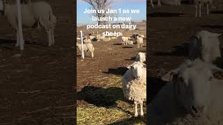 Diary of a Sheep Dairy Farmer Podcast intro #dairysheep #sheep #sheepdairy #podcast