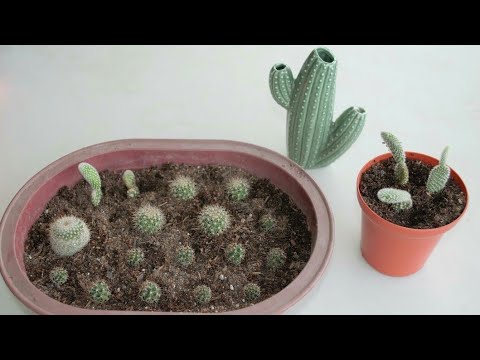 Video: Cactus Propagation Via Offsets - Tshem Tawm Thiab Loj hlob Cactus Pups