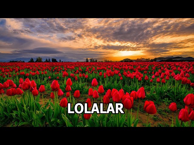 Mahmud Qarshi - Lolalar