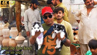 Saddar Dogs Market 29102023 Karachi | Pakistan's largest dog market | جميع انواع الكلاب