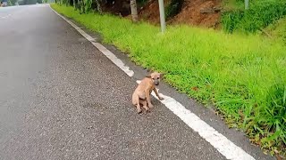 She Drags Her Skinny Body On The Streets And Hopes One Day To Get Help by Animal Rescue 12,767 views 3 weeks ago 8 minutes, 3 seconds