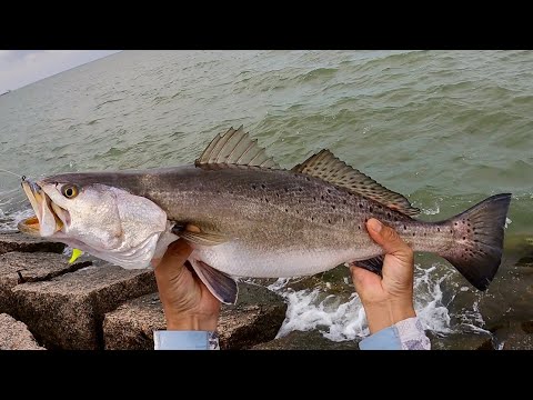 Video: Fishing for Snook in Suid-Texas