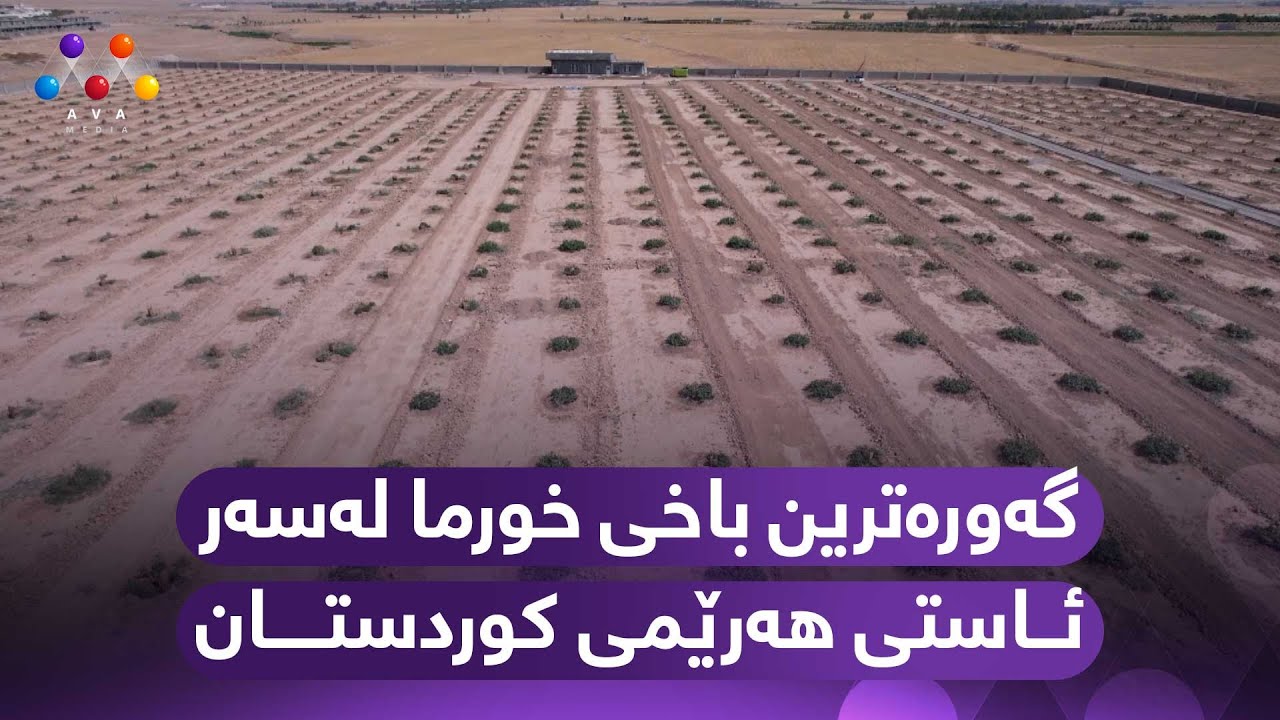 گەورەترین باخی خورما لەسەر ئاستی هەرێمی کوردستان