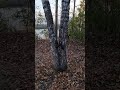 Что будет, если стравить двух белок, часть 2.