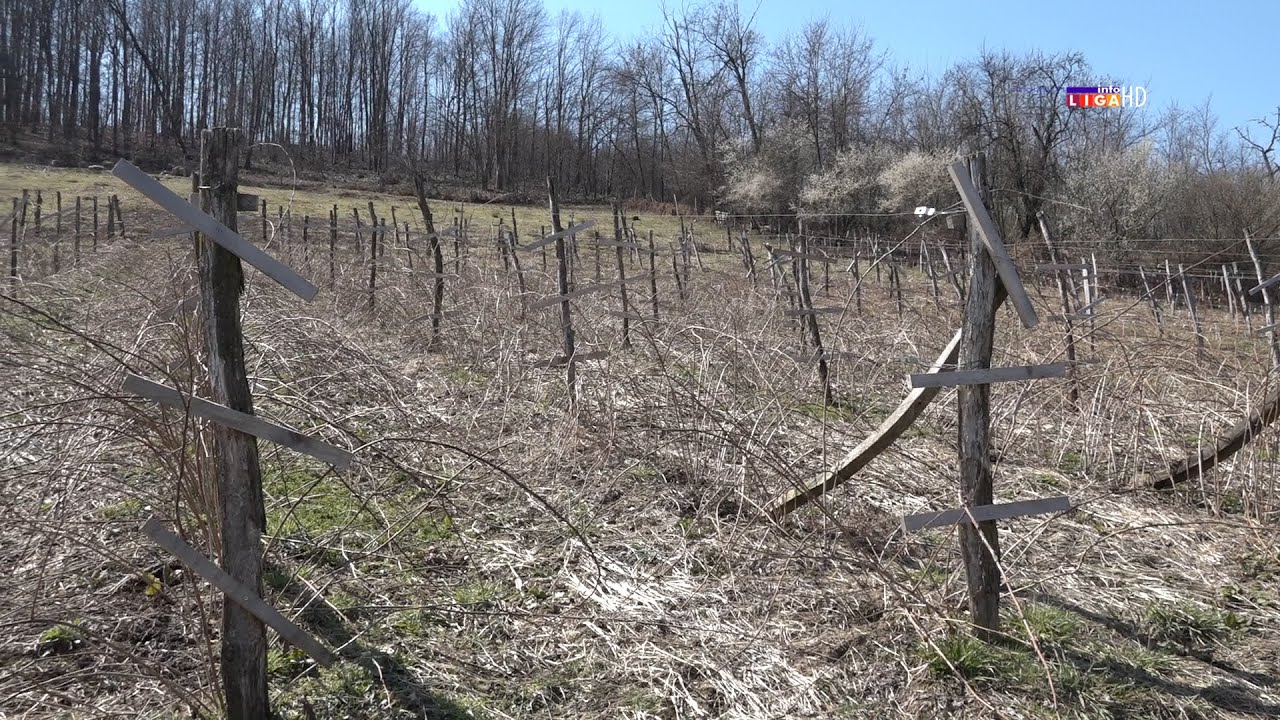 Kako do sigurnog prinosa od 300 kilograma malina po aru