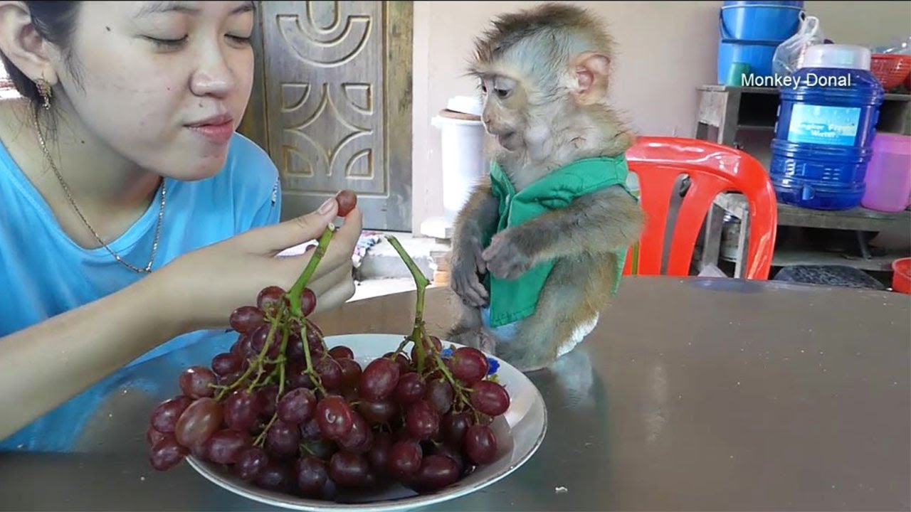 Donal See Special Fruits And Sit In ordinary Waiting Mom Feed Him