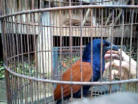 Burung Bubut Jinak Youtube