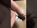 [곤충] 왕바구미의 특이한 걷는 방식 2020-7-27