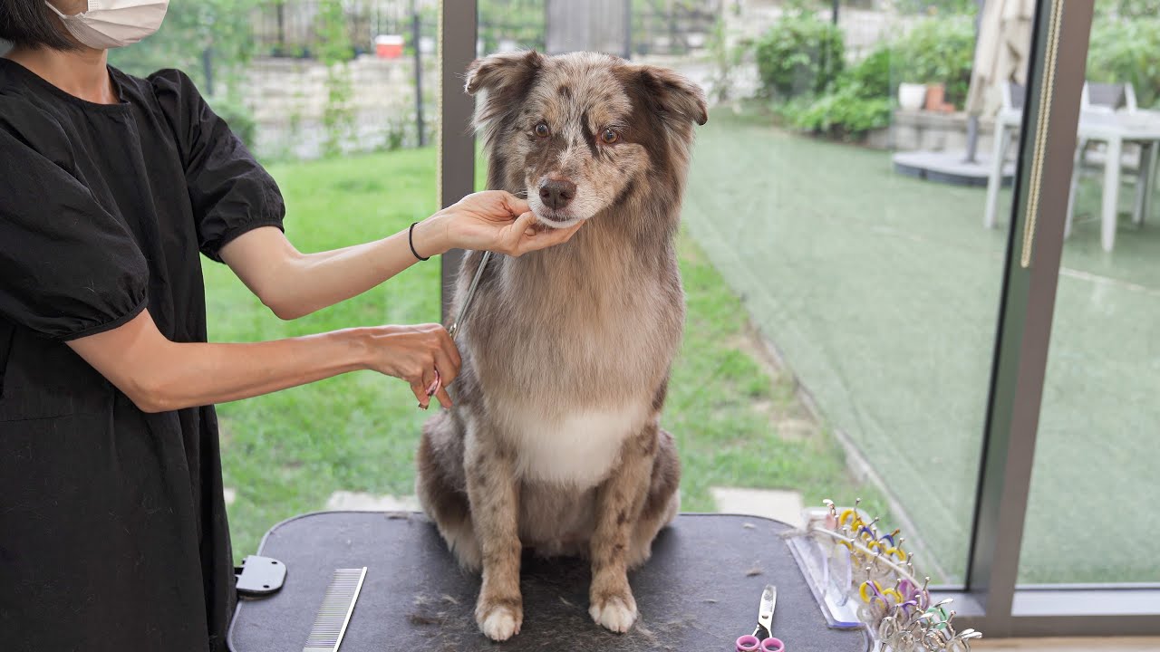 셰퍼드를 곰돌이로 만들어 버리는 마법