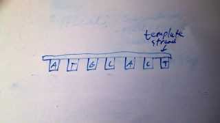Errors in Dna Replication