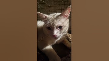 Thumbnail of #cat #catlovers #cats #catvideos #catshorts #catlife #youtubeshorts #coversong #cover #song #music
