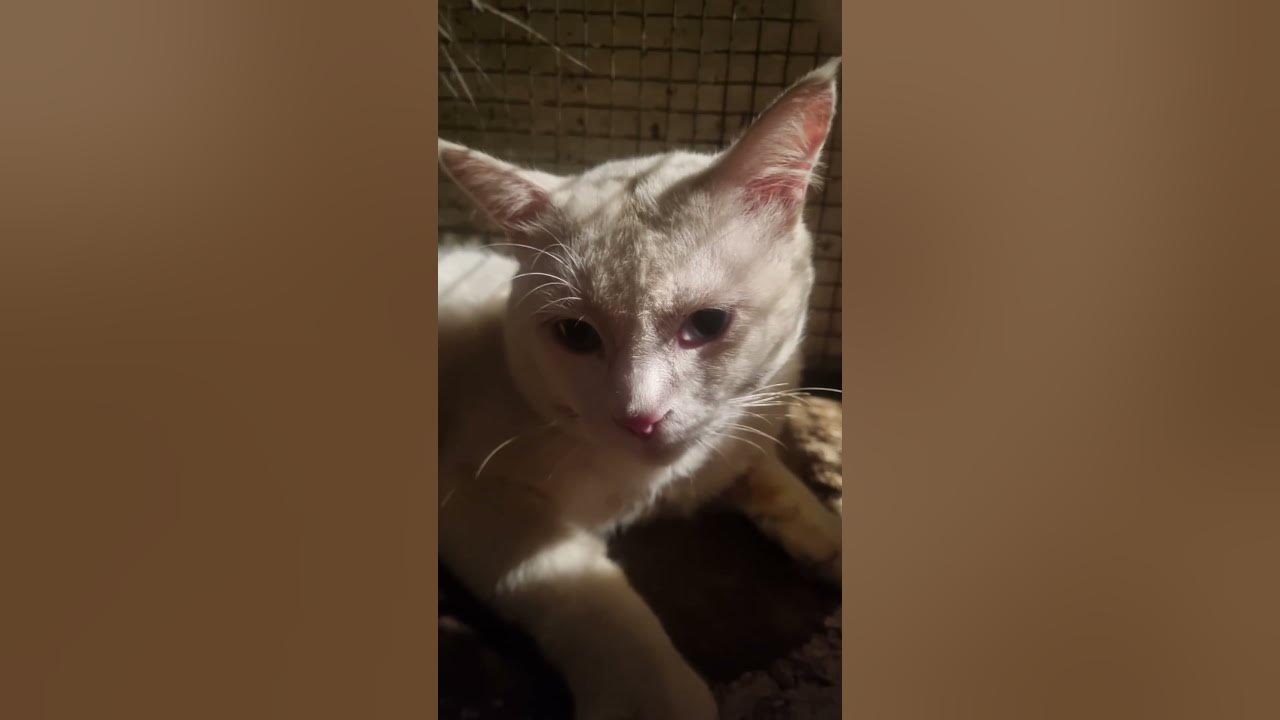 #cat #catlovers #cats #catvideos #catshorts #catlife #youtubeshorts #coversong #cover #song #music