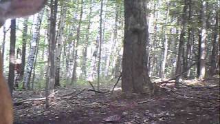 Deer licks trail camera
