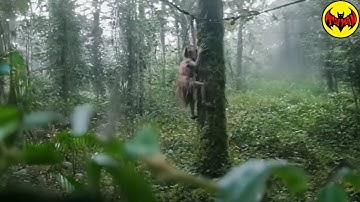 A Creature Was Spotted Climbing a Tree… and It’s Not Human