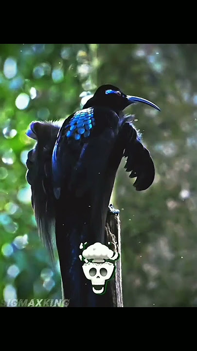 Burung Berteriak 💀☠️ #sigma #trollface #trending #viralvideo #shorts