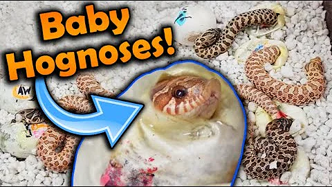 Baby Toffee Hognose Snakes Hatching!!