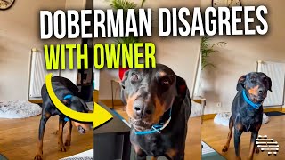 Doberman Barks at Owner as She Sits on Couch and Disapproves What She Says
