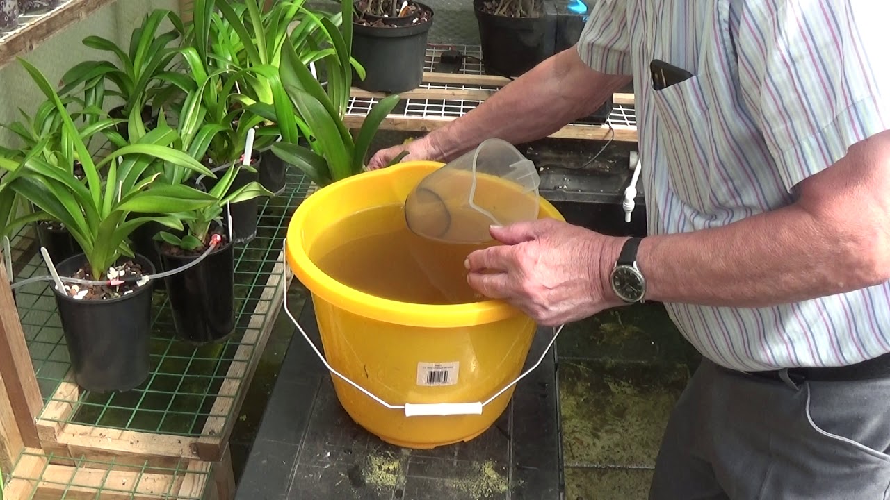 Cattleyas.....growth and fertilizing.