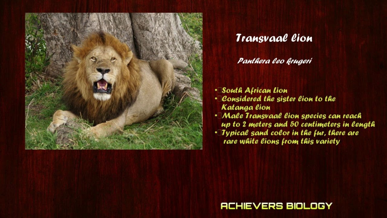 LION VARIETY_How many types of Lions are there? YouTube