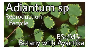 Adiantum sp Part 2 Reproduction