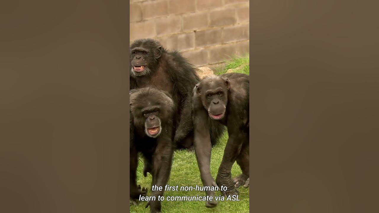 Interesting Facts About Chimpanzees #shorts - YouTube