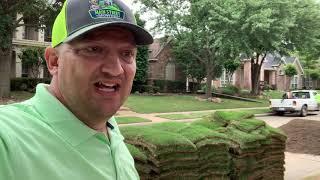 Which Type of Zoysia Grass is Best for Your DFW Lawn