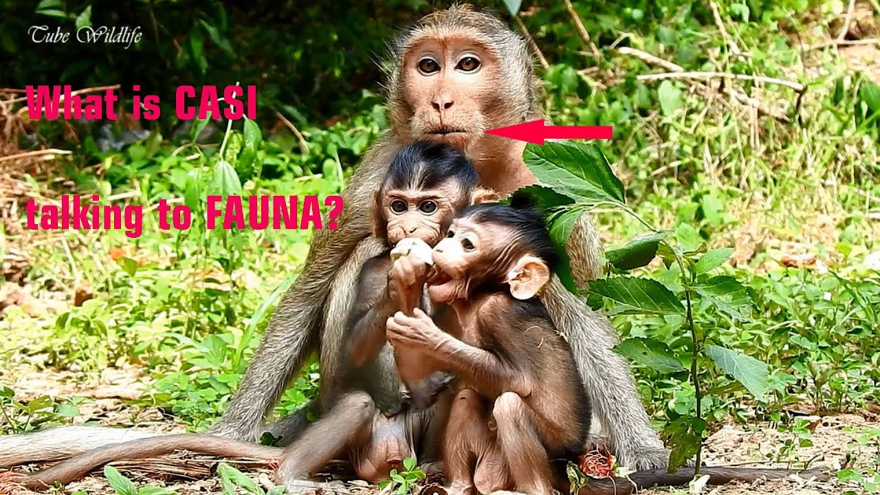 petco hours What is CASI talking to FAUNA? Lovely baby FARRAH playing with cute baby COBY so happily around mom.