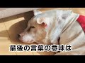 愛犬が亡くなる時に7歳の長男がかけた言葉の意味とは… #保護犬 #animalrescue #老犬 #老犬介護