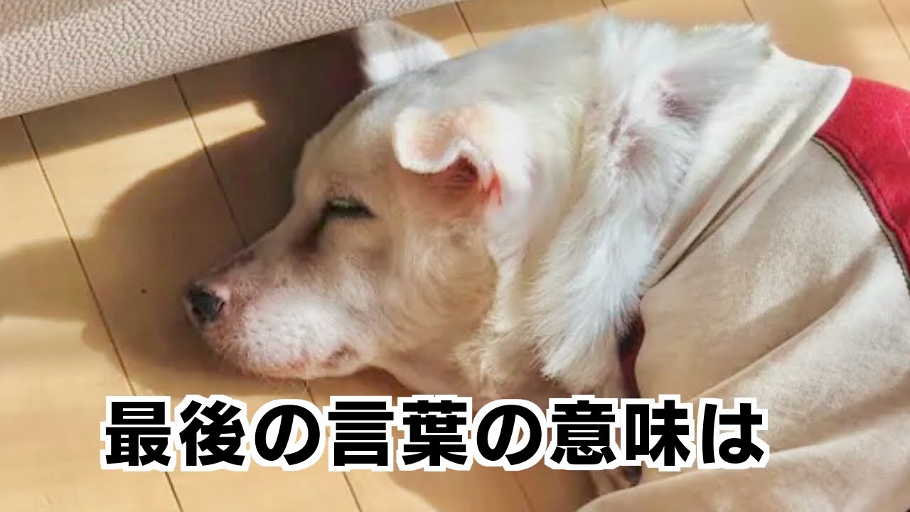 愛犬が亡くなる時に7歳の長男がかけた言葉の意味とは… #保護犬 #animalrescue #老犬 #老犬介護