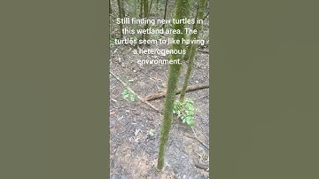 Do box turtles have good camouflage? #turtle #nature #find