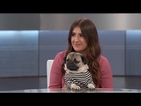 Doug the Pug’s Health Scare Explained