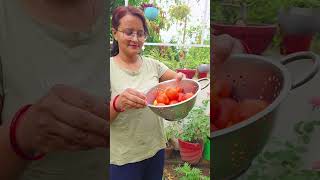 Sunday Organic Vegetables harvested from our kitchen garden🍅🌶🫑🥬 #kitchengarden #yt#organic#shorts