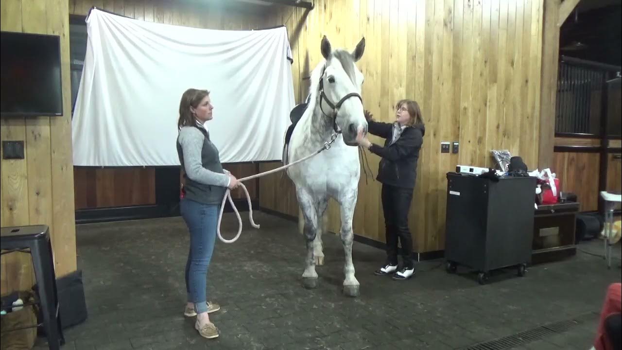 Grand Prix Equine Saddle fitting with Karen Withstandley YouTube
