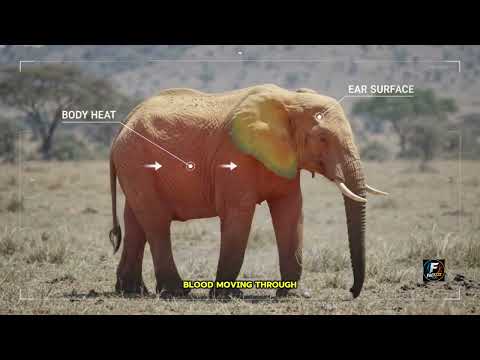 The Secret Life of Elephants: Biology & Science Facts Revealed 🐘 #wildlife #usa 