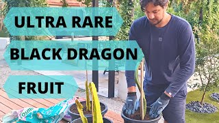 Ultra Rare Black Dragon Fruit?
Potting up a Black Dragon Fruit I was gifted. Not knowing much about black dragon fruit, I did some research and turns out there may not be a black dragon fruit at all. I believe it to be a purple dragon fruit, but with dark black look on the outer skin. Inside is a dark red/purple with black seeds. Fruit are also on the smaller size so not viable for commercialisation.
Could not find much footage online about it, so I will try to fruit it and then post a follow up. I read online a grower in Australia said it is a Ocamponis x coniferous. We shall see in a couple years what colour it turns out to be :) Ultra Rare Black Dragon Fruit?