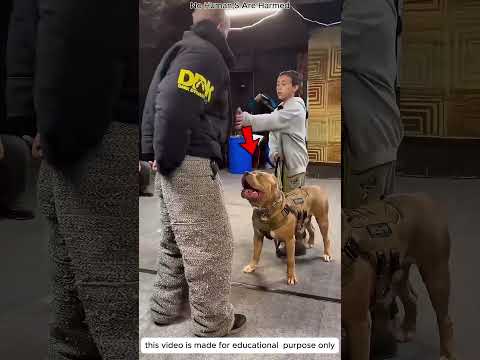 Военная собака демонстрирует свои навыки 🤯 (expliqué) #short