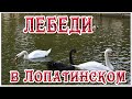 Лебеди на пруду  Лопатинского сада.  Смоленск