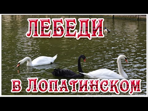 Лебеди на пруду Лопатинского сада. Смоленск