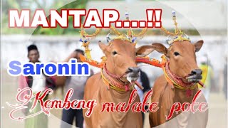 SARONIN || KEMBENG MALATE POTE