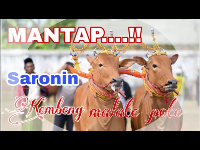 SARONIN || KEMBENG MALATE POTE class=