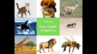 معلومات ميرة عن الحيوانات