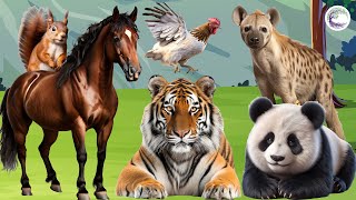 Love The Life Of Cute Animals Around Us: Squirrel, Horse, Tiger, Chicken, Panda, Hyena