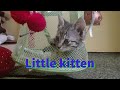 Little kitten playing on swing. So cute! ブランコで遊ぶ子猫 とてもかわいい!