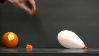 Pecahkan balon dengan kulit jeruk! Eksperimen Sains Sederhana!