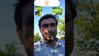Citrus Psyllid and controle measures |నిమ్మలో వచ్చే ఎగిరే పేను లేదా చెక్కర వ్యాది దాని నివారణ