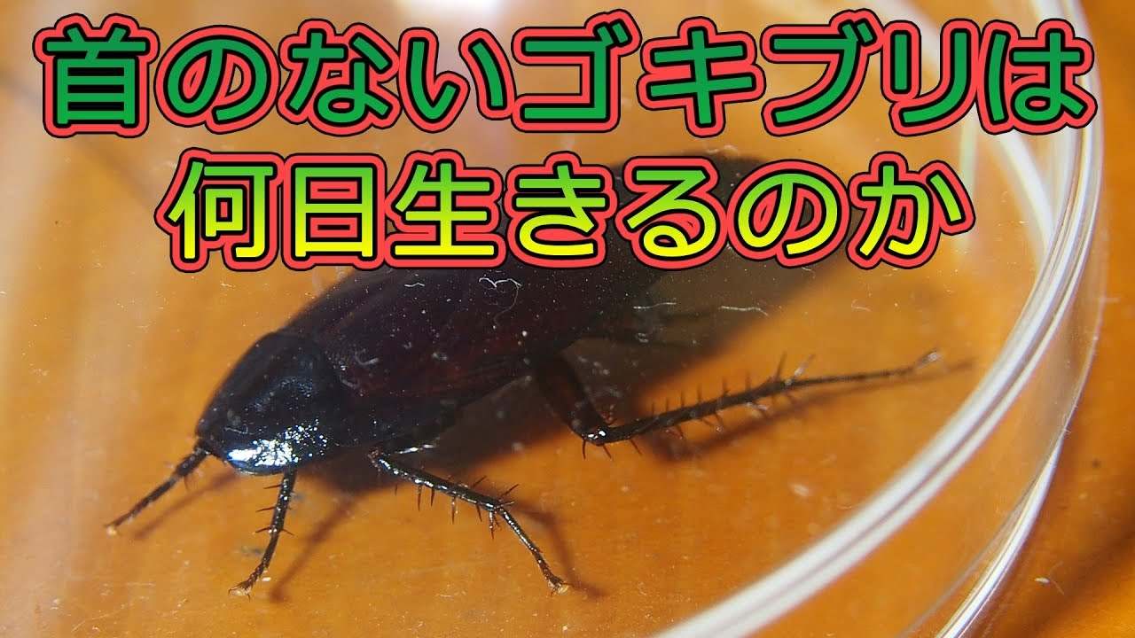 首のないゴキブリは何日生きるのか How Many Days A Cockroach Without The Head Lives Youtube