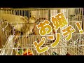 ★オカメインコ ポッキー初めてのブランコ♪ 乗れる？乗れる？！お嬢ピンチ!!★