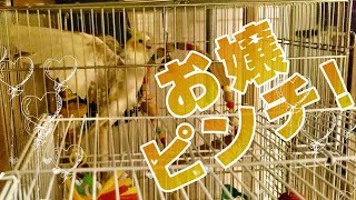 ★オカメインコ ポッキー初めてのブランコ♪ 乗れる？乗れる？！お嬢ピンチ!!★