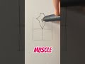 How to draw back side muscle || Jmarron